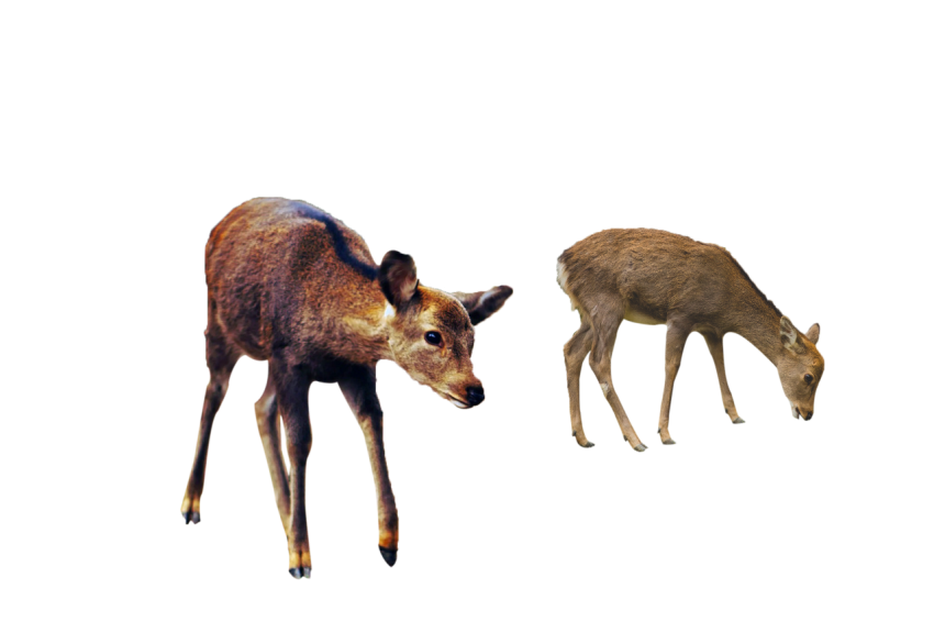 Download Two deer brown and dark brown colour with standing pose png free download transparent background png free download