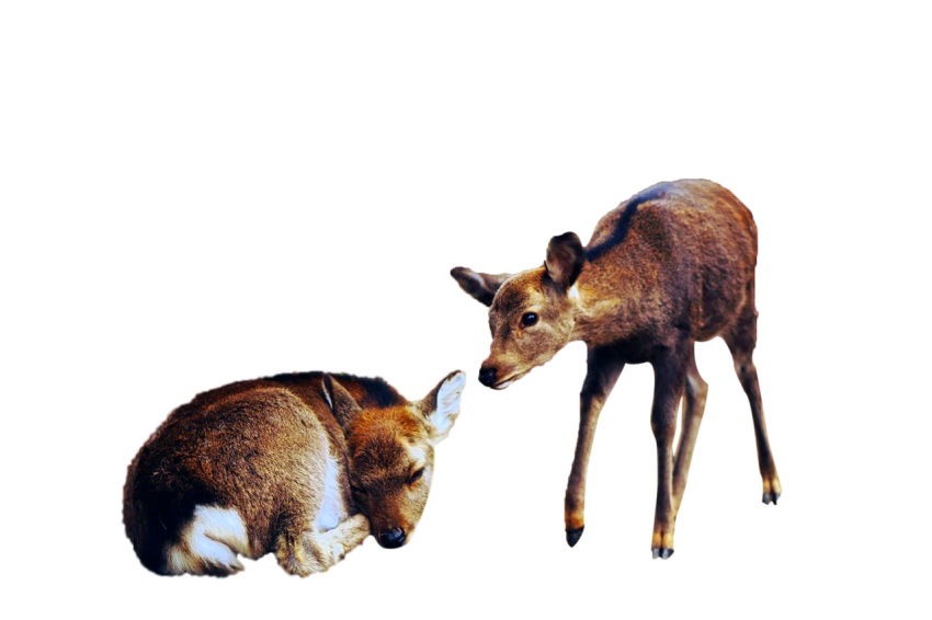 Male and female deer female deer lay down with rude mood male deer standing pose with seeing to lay down rude female deer