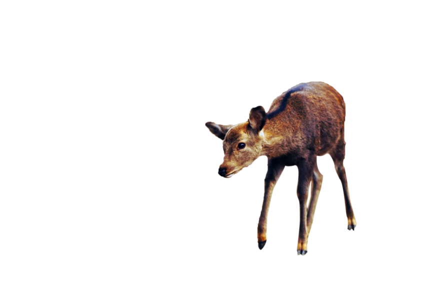 Standing deer dark brown colour isolated on transparent background png free download