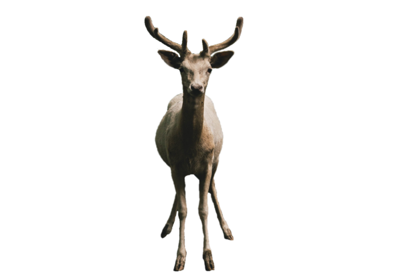 Australian deer standing pose grey colour with brown texture png free download
