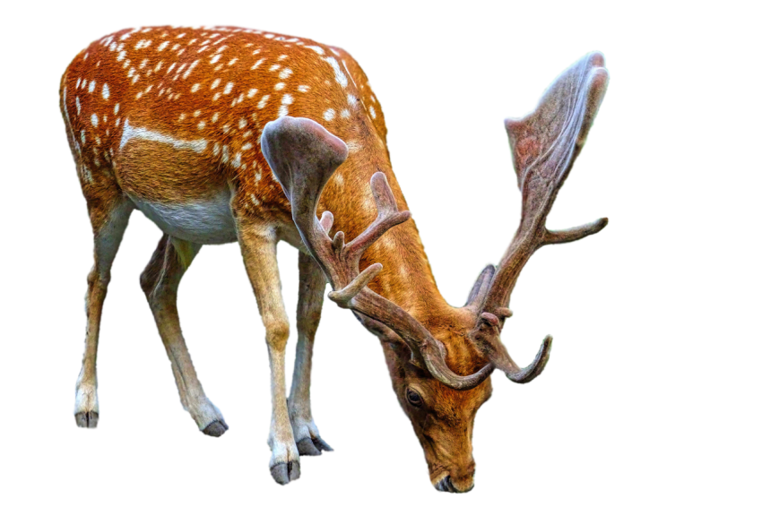 Beautiful Australian Deer Standing pose brown colour with white spots png free download transparent background deer