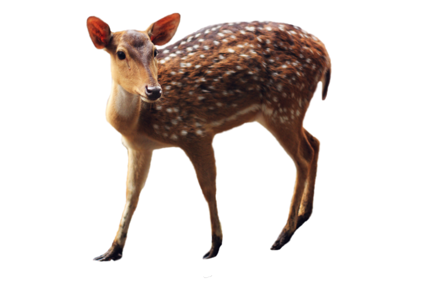 Animal Deer standing pose brown colour with white spots png free download transparent background