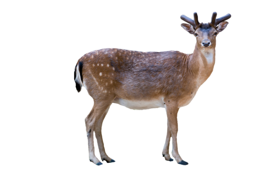 Animal deer standing pose moving neck brown colour with ligh spots png free download transparent background