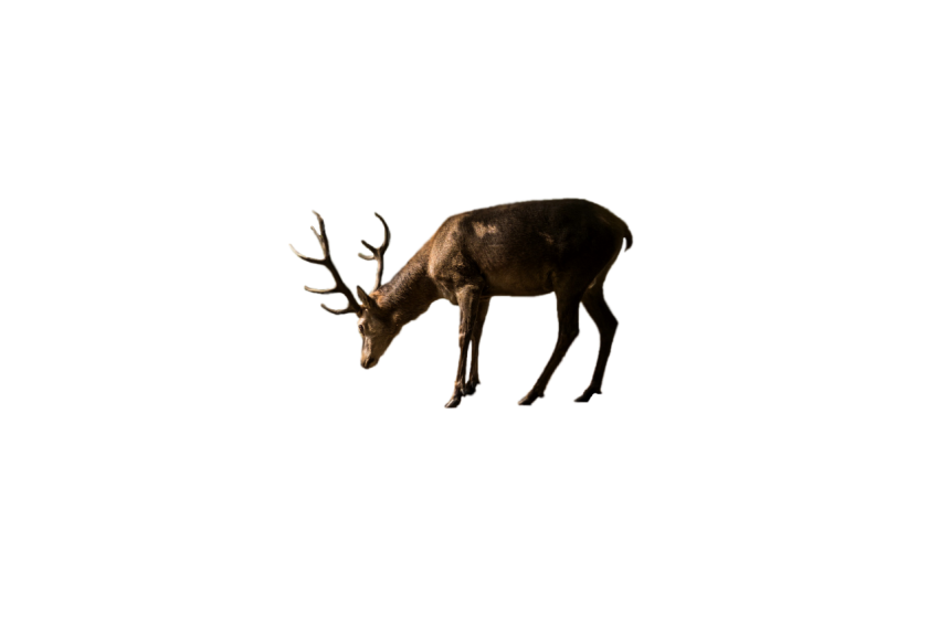 Standing deer sad mood dark brown colour transparent background png free download