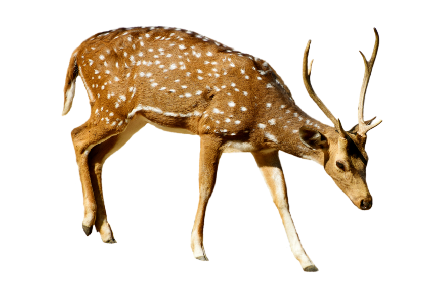 deer animal brown colour with white spots in angry transparent background png free download