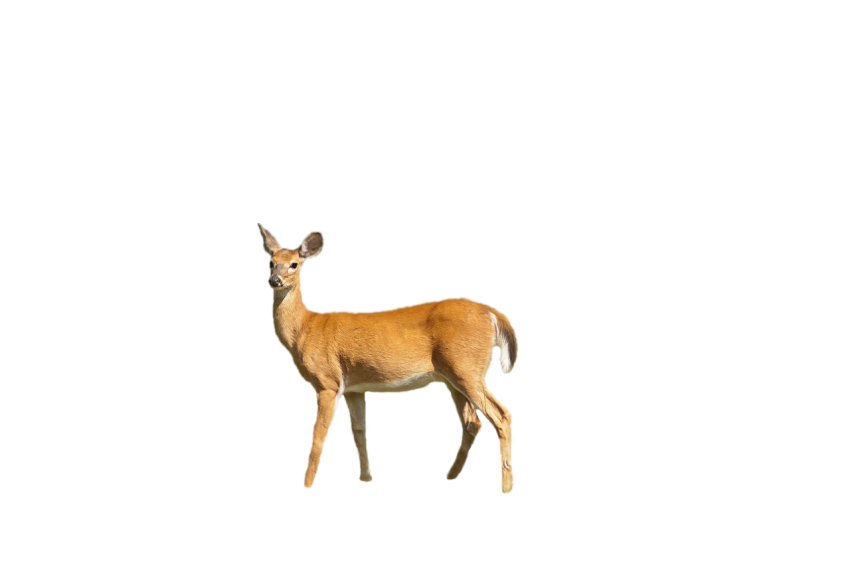 Australian deer side pose moving neck isolated on transparent background png free download