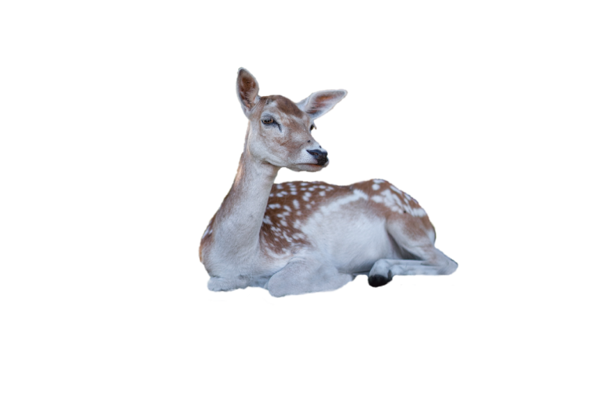 deer sitting pose tired mood transparent background png free download