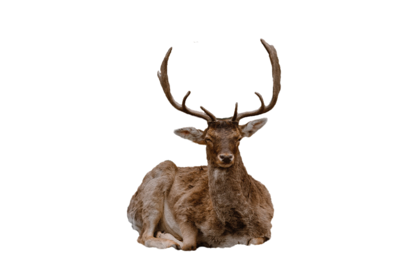 Big deer sitting folding leg pose brown colour transparent background png free download