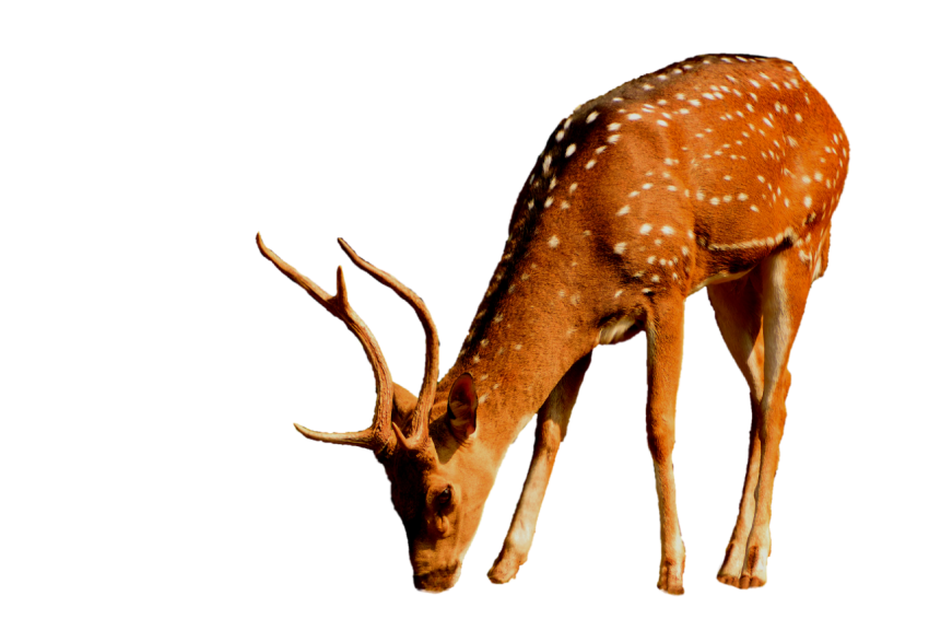 Realistic Italian deer brown colour with spots transparent background png free download