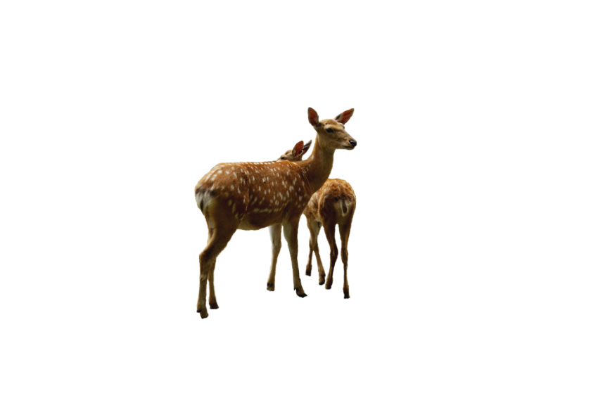 Two deer standing brown colour with white spots transparent background png free download
