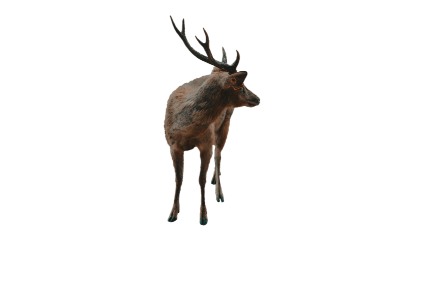 Standing deer moving neck back side brown colour with black texture transparent background png free download