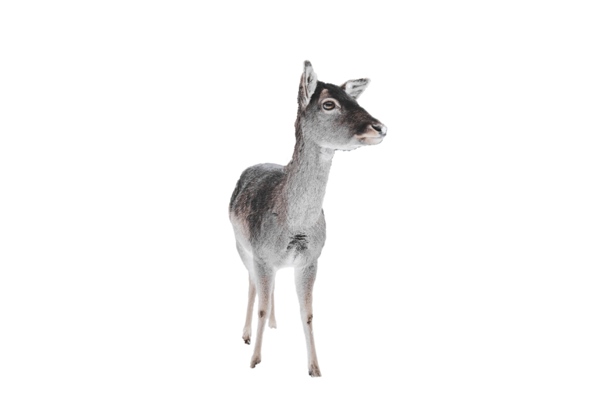 White deer with black and grey texture Standing pose transparent background deer, stock of deer animal png free download
