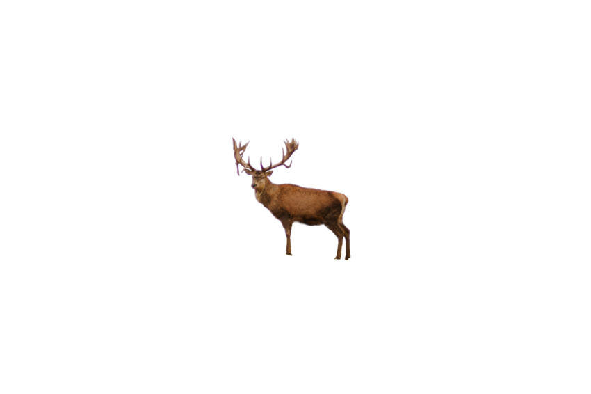 Big deer brown colour standing pose attack mood transparent background png free download