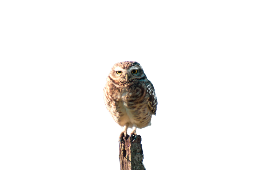 Owl Light brown and off white with yellow eyes colour stand in the dead tree stick transparent background png free download