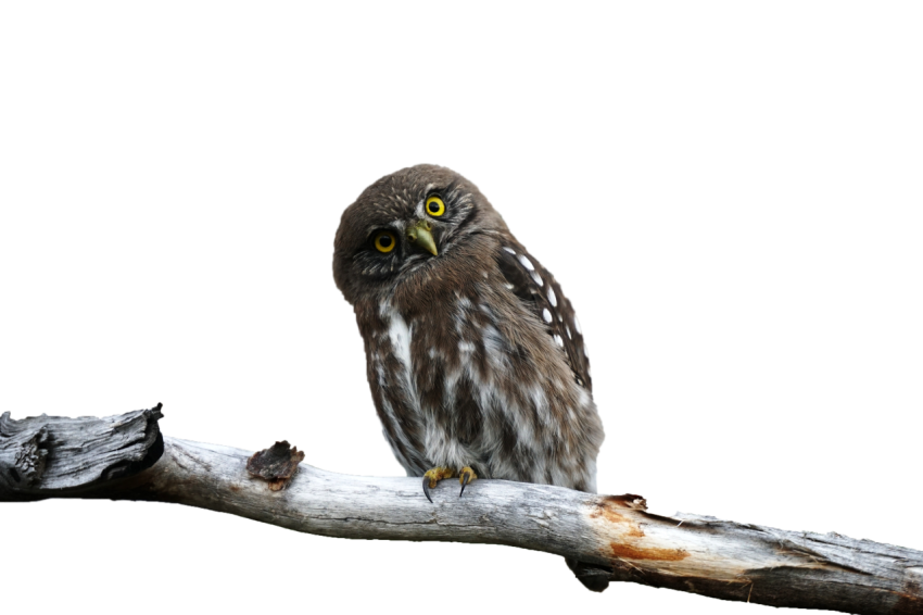 Owl dark brown and white colour texture with yellow sitting in the tree eyes transparent background png free download