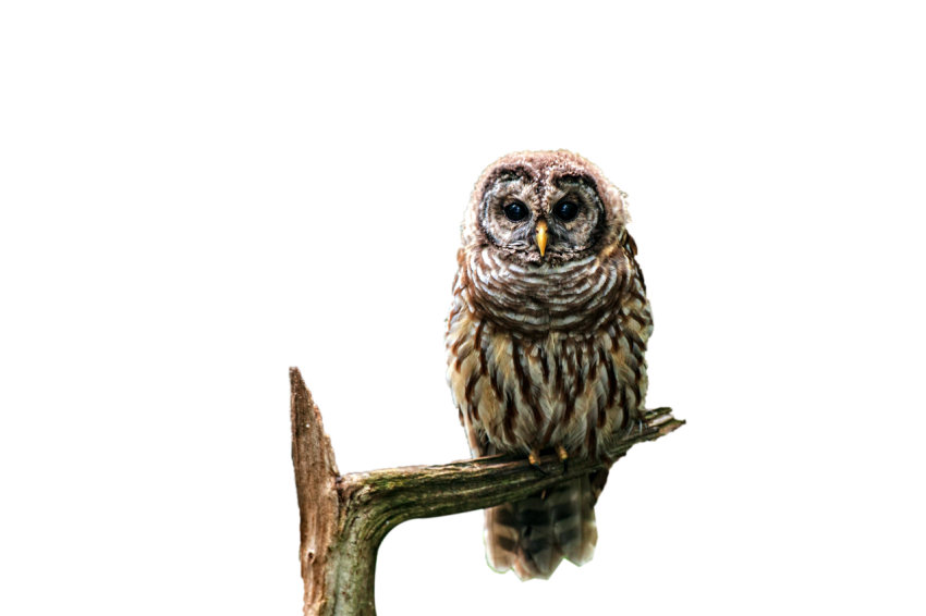Owl sitting on broken tree branch dark brown colour with yellow texture transparent background png free download