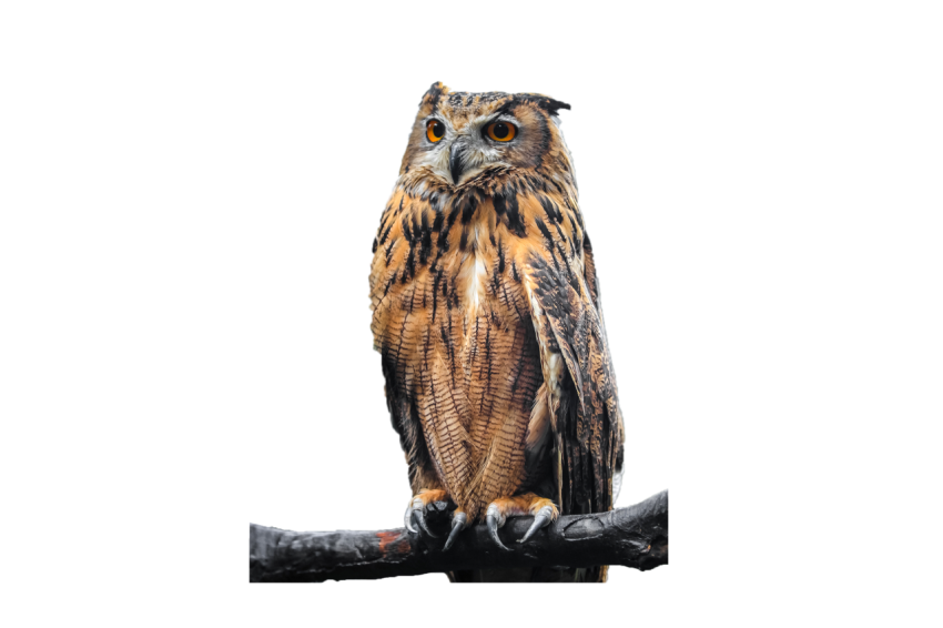 Owl standing on tree stick orange and black colour texture with orange eye transparent background png free download