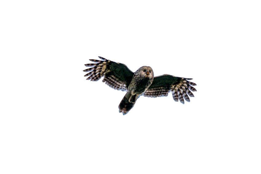 Cute Owl, Owl flying in the air black  and light brown colour texture transparent background png free download