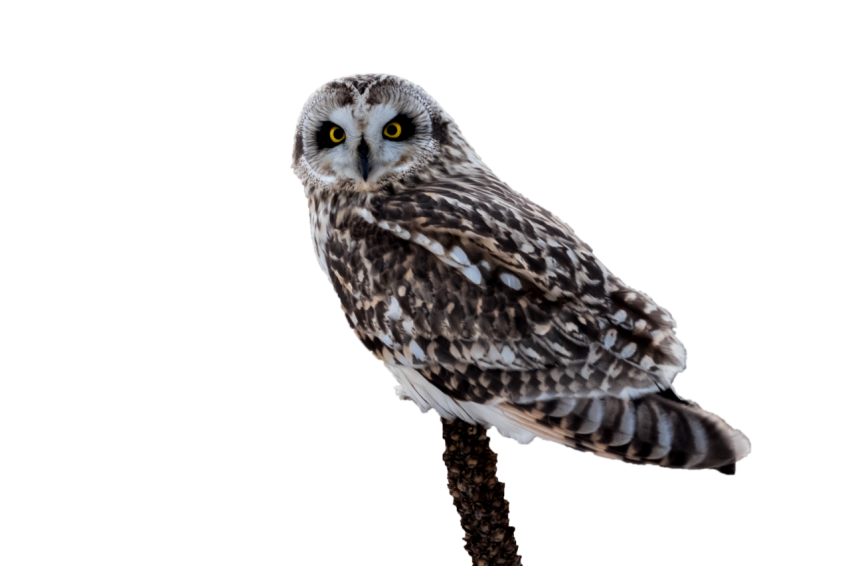 Owl white black and light brown colour texture sitting on tree stick transparent background png free download