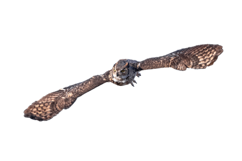 Owl flying in the air with idle mood, owl flying with moving neck dark and light brown colour texture transparent background png free download