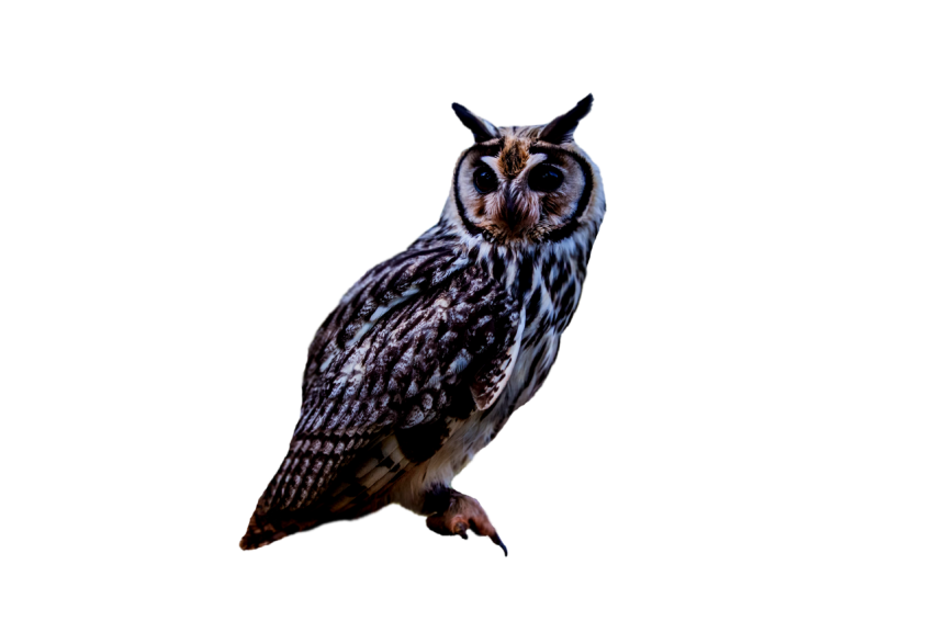 Owl black and white colour sitting on transparent background png free download