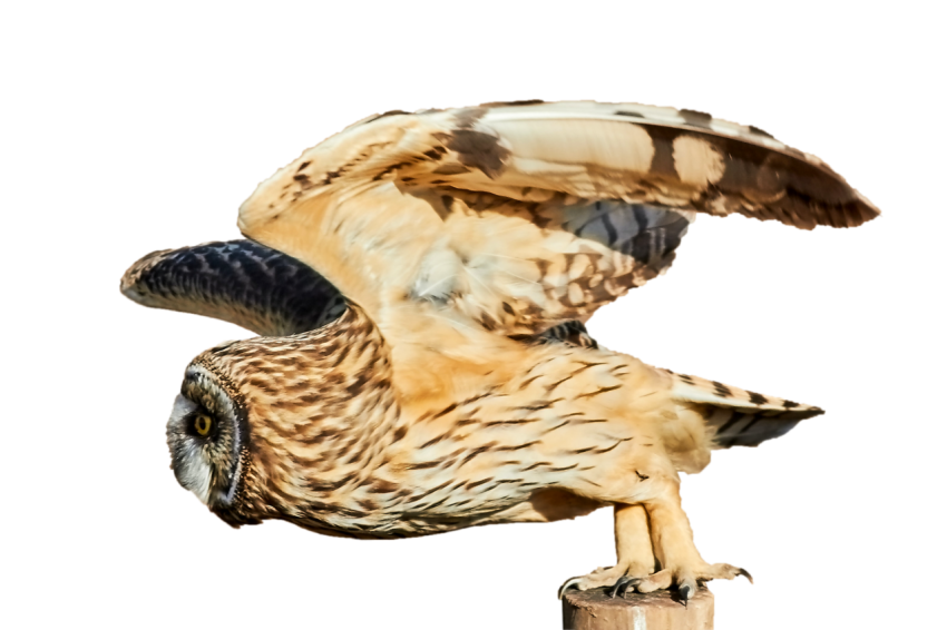 Owl standing on the tree stick ready go to fly transparent background png free download