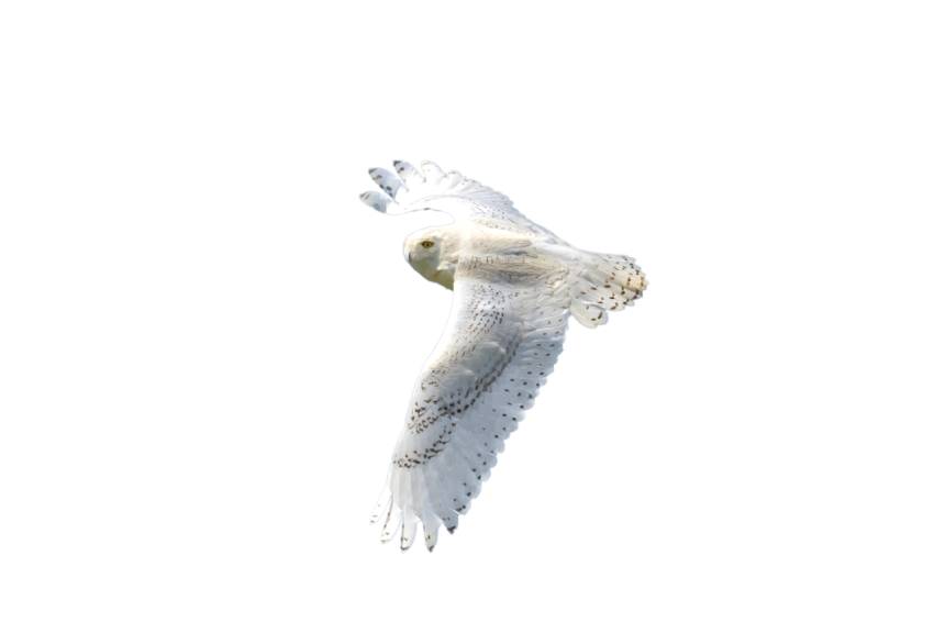 Beautiful White Owl flying in the air transparent background png free download