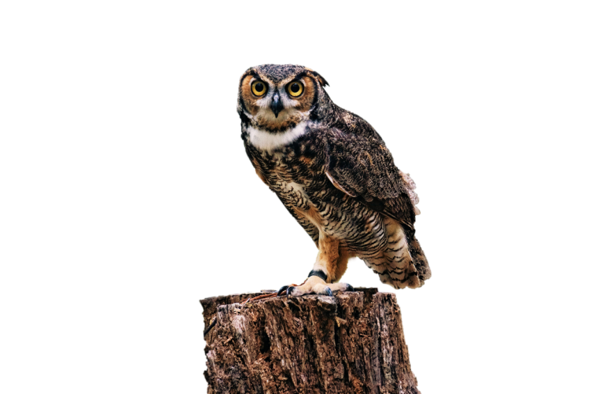 Owl light brown black and white colour texture sitting on tree stick transparent background , beautiful owl with yellow eyes png free download