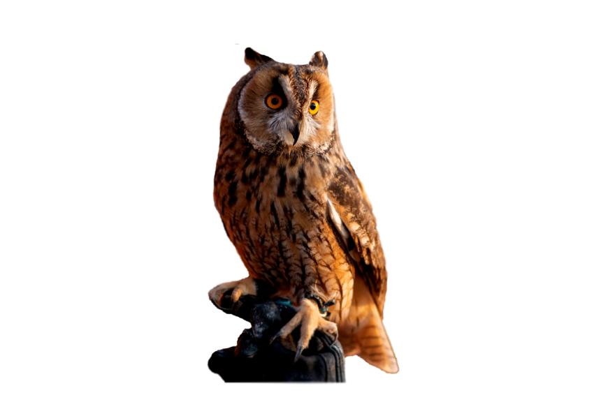 Brown and light brown colour owl bird with dangerous mood sitting on the tree branch transparent background owl png free download