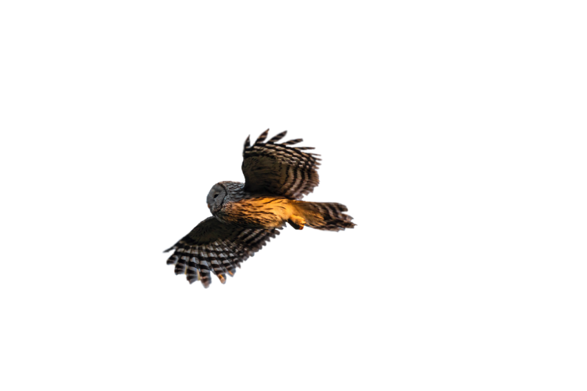 Owl side pose black and brown colour texture flying in the air transparent background owl png free download