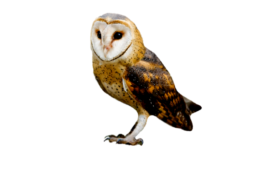 Barn owl black white and golden colour texture transparent background, sitting owl png free download