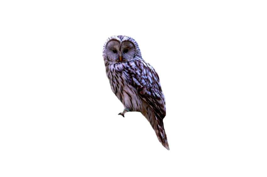 Barn owl white and dark brown colour sitting on transparent background png free download