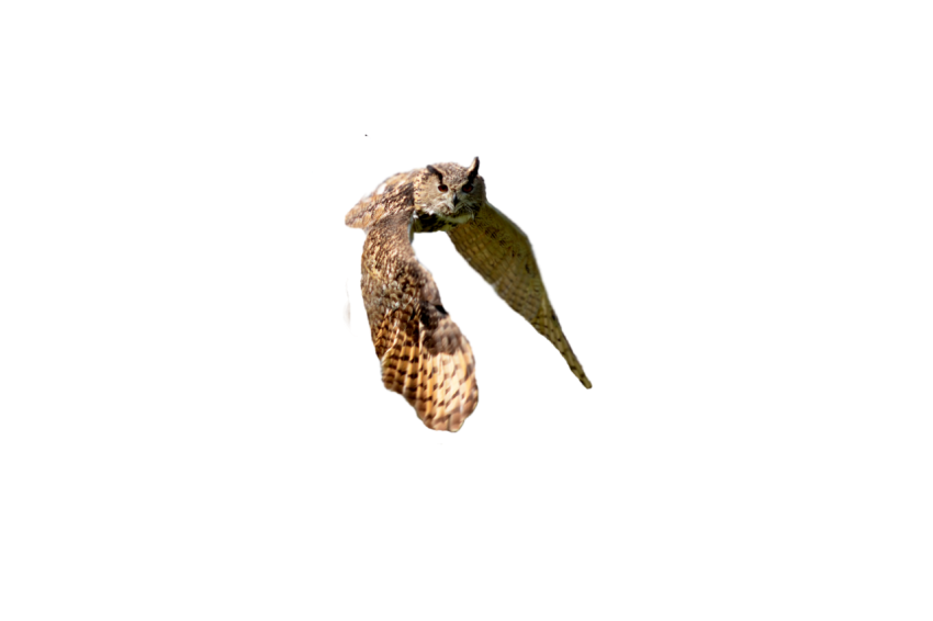 Horned Owl flying in the air dark brown and light brown colour texture transparent background
