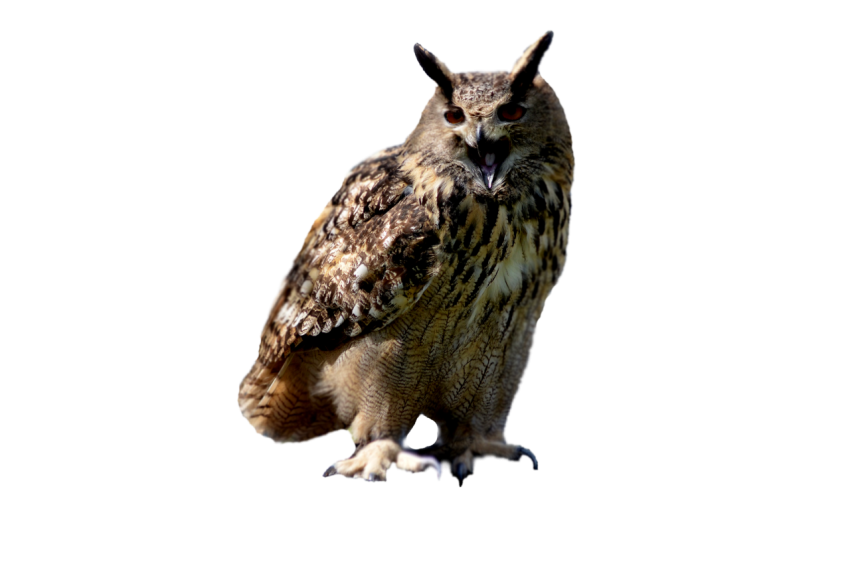 Great Horned Owl Mouth Open sitting on transparent background , horned owl light brown and dark brown colour texture png free download