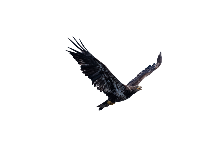 Eagle flying PNG image with transprante background free downloader