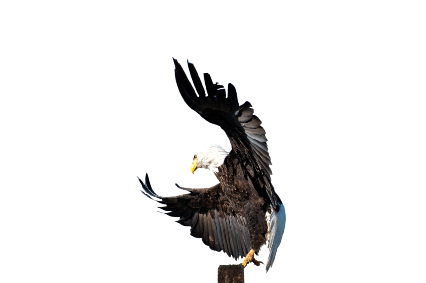 Eagle dangerous PNG image with transprante background free downloader