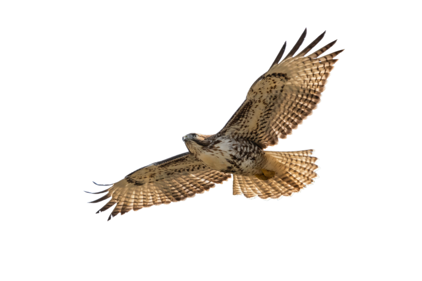 Eagle light brown and white colour flying very beautiful PNG vector with transprante background free downloader