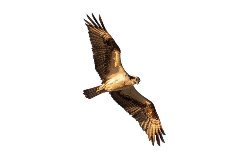 Eagle 23 for brown colour flying and return of side PNG vector with transprante background free downloader