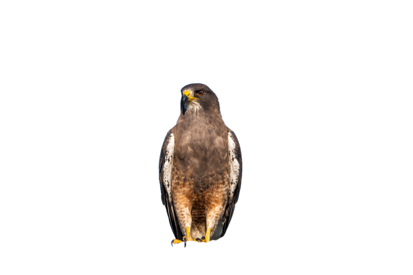 Eagle brown colour seen this left side best PNG vector with transprante background free downloader