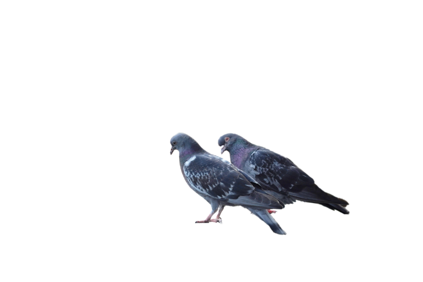Two Feral Pigeon PNG Image,Premium Photo Of Two Pigeons,younger Grey Racing Pigeon,Clipart PNG Download With Transparent Background