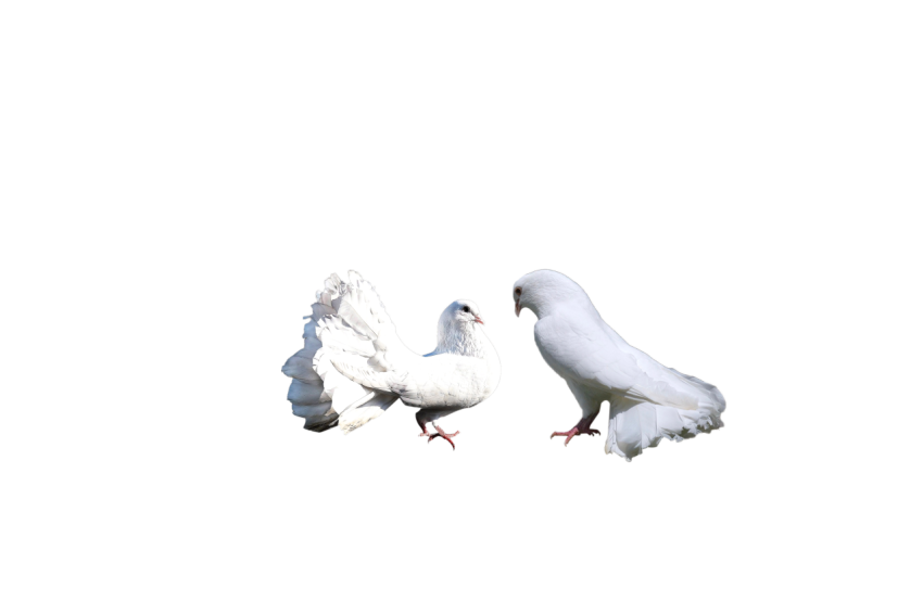 Two White Pigeons,ClipartPNG Image Download,Transparent Background