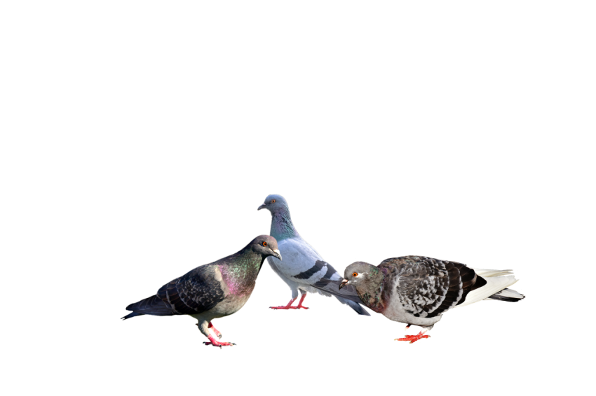 Three Feral Pigeons Illustration,Bird Columbidae Domestic Pigeons,Clipart PNG Image Download,Transparent Background