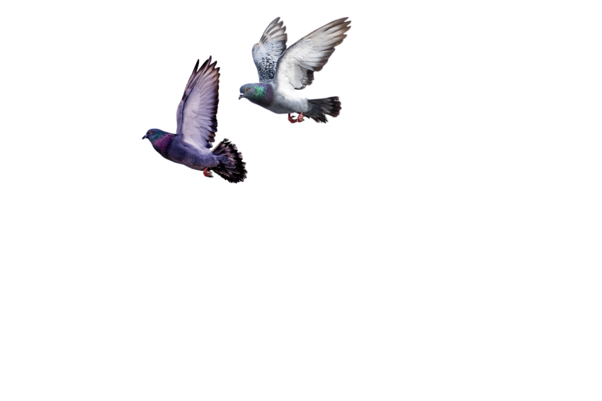 Domestic Birds,Two Grey Feral pigeons Flying,Clipart PNG Image Download,Transparent Background