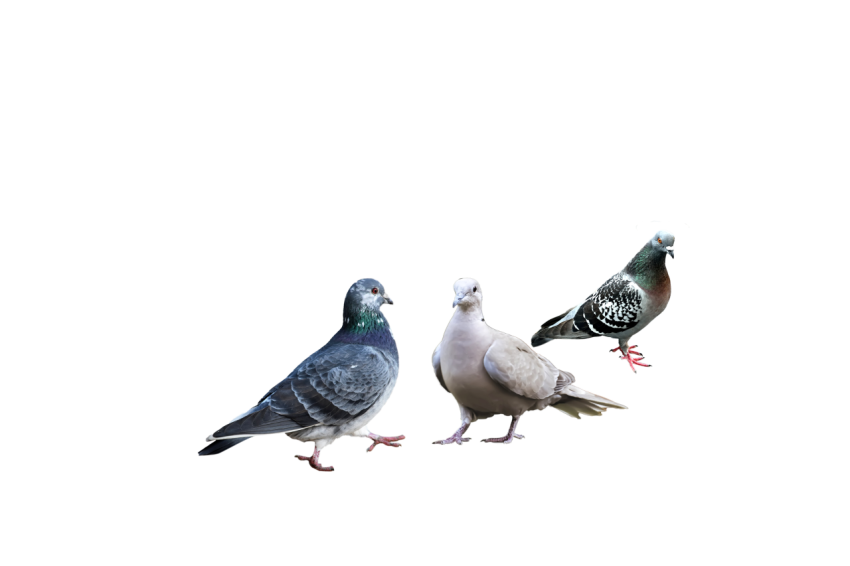 Three Birds,Grey Feral Pigeons Illustration,Bird Columbidae Domestic Pigeons,Clipart PNG Image Free Download, Transparent Background