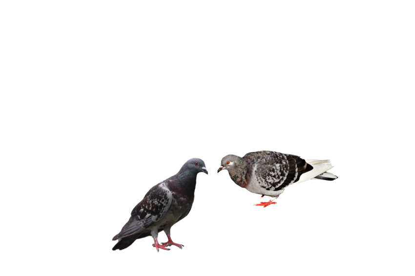 Two Birds,Grey Feral Pigeons Illustration,Bird Columbidae Domestic Pigeons,Clipart PNG Image Free Download, Transparent Background