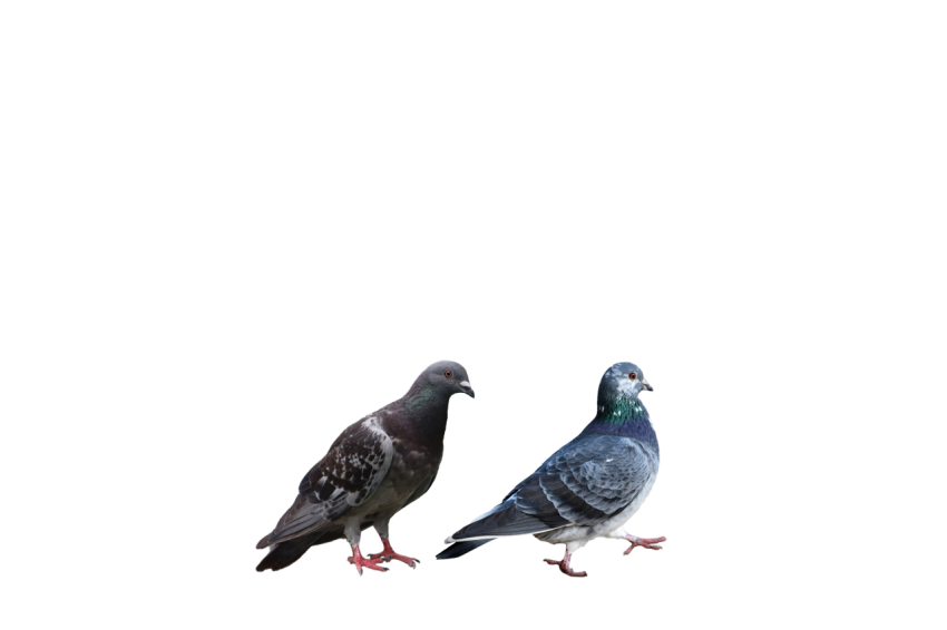 Two Racing  Grey Feral Pigeons,Domestic Birds, Clipart PNG Image Free Download,Transparent Background