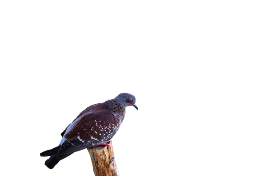 Grey Speckled Pigeon sit on wood piece,Royalty Free Photo,Spot Winged Pigeon, Clipart PNG Image Free Download,Transparent Background