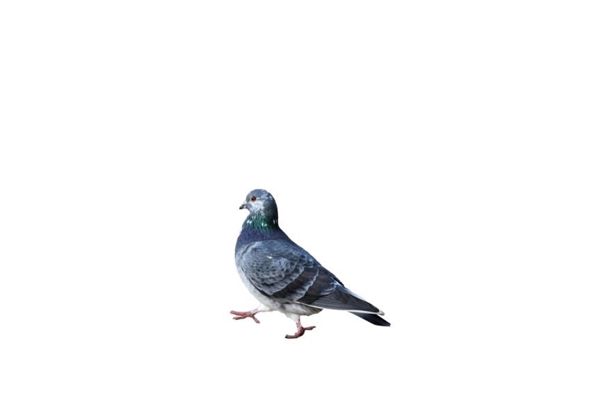 Grey Pigeon Walking,Feral bird,Domestic Animal,Royalty Free  Pigeon, Clipart PNG Image Free Download,Transparent Background