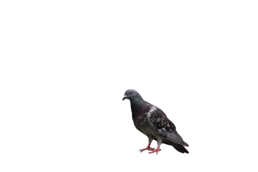 Gray and purple Pigeon ,Feral Bird,Domestic Animal,Royalty Free  Pigeon, Clipart PNG Image Free Download,Transparent Background