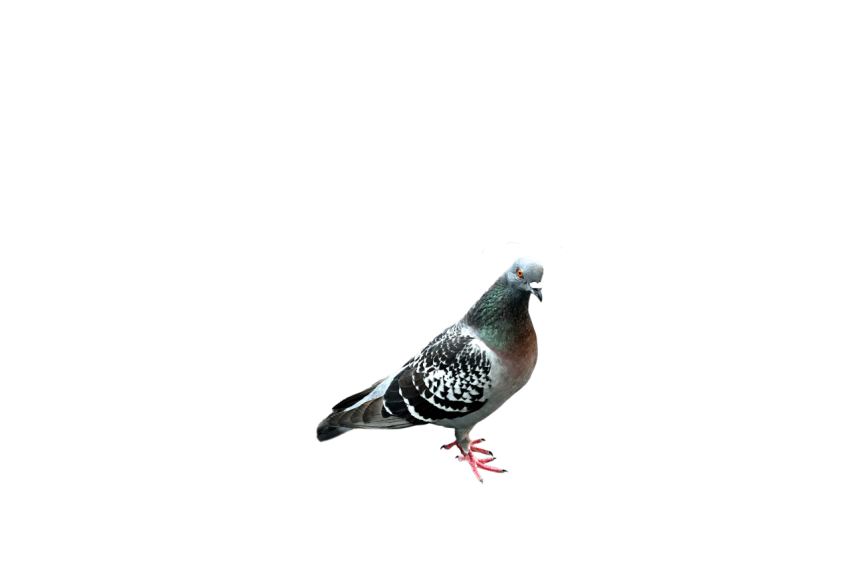 Young Gray Spot Winged Pigeon ,Feral Bird,Domestic Animal,Royalty Free  Pigeon, Clipart PNG Image Free Download,Transparent Background